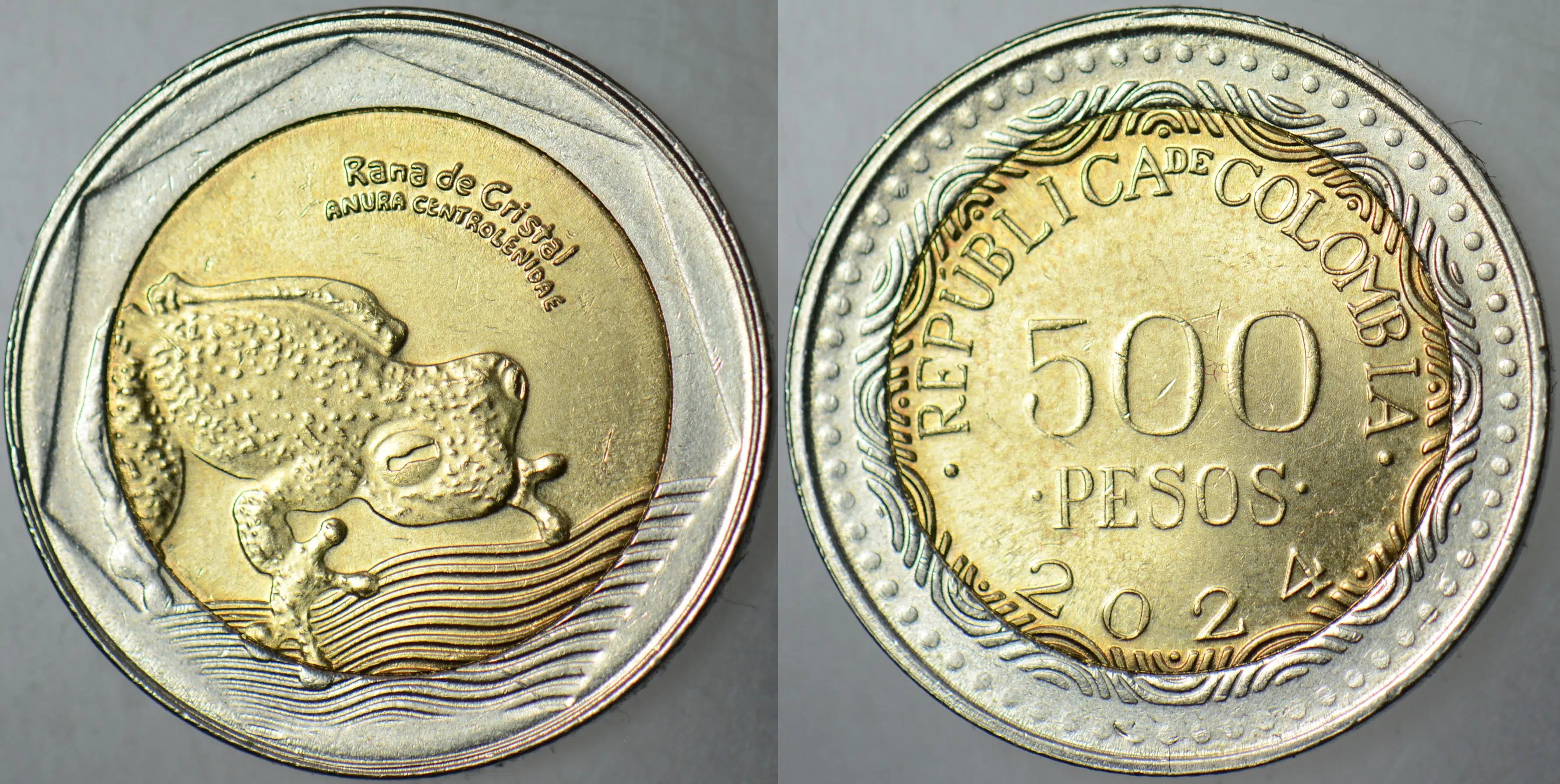 KOLOMBİYA 500 PESO 2024 AMAZON CAM KURBAĞASI TEMALI BİMETAL. ÇİL(-)